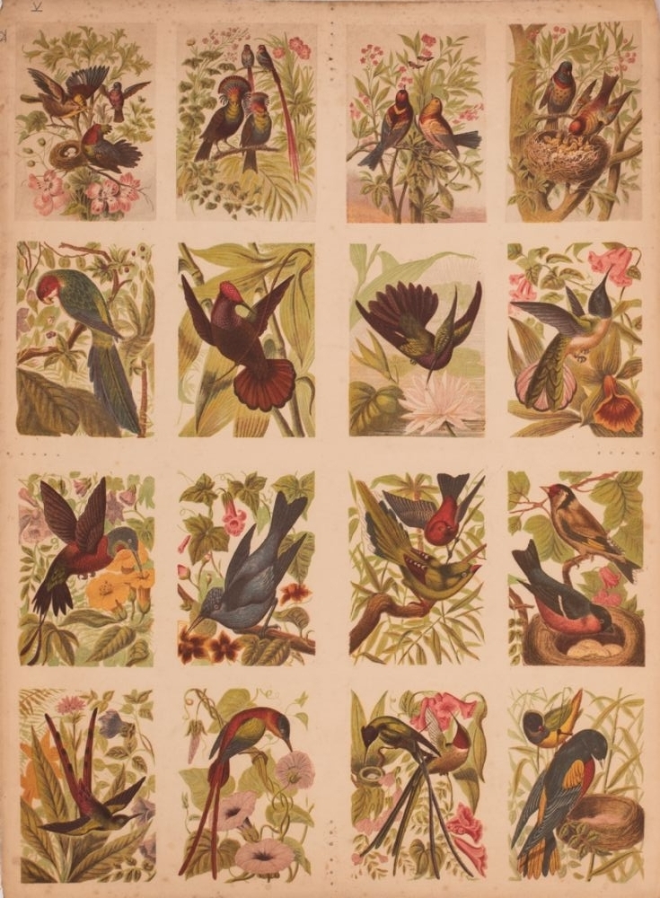 Set of 16 Victorian Hand-Coloured Engravings of Birds at Dolan's Art Auction House